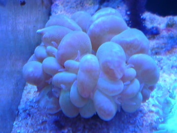 パスバレーフェレット　セーブルの女の子！