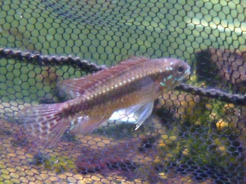 ドワーフラビット（ネザーランドドワーフ）　オレンジの男の子