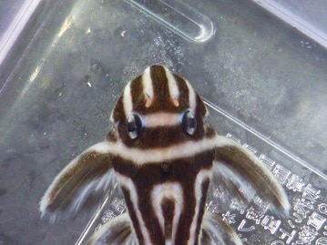 手乗りマメルリハ　アメリカンホワイト　女の子　ヒナ餌卒業済み