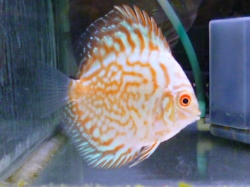 手乗りアキクサインコ　ルビノーのヒナ