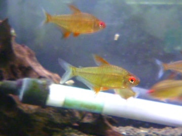 手乗り十姉妹（ジュウシマツ）のヒナ