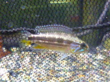 手乗りジャンボセキセイインコ　ブルー