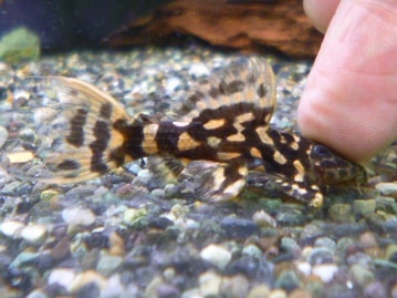 手乗りアキクサインコ　ルビノー　ヒナ餌卒業済