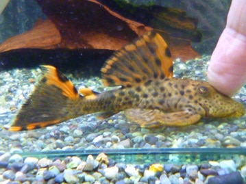 手乗りオカメインコ　ノーマル（並オカメ）