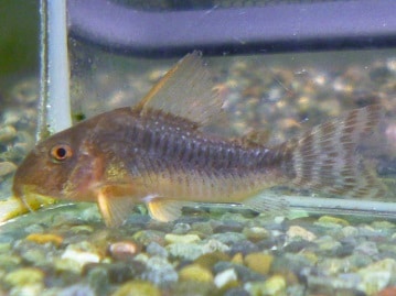 手乗りサザナミインコ　ブルー　ヒナ餌卒業済