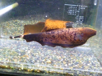 手乗りオカメインコ　ノーマル（並）　ヒナ餌卒業済み