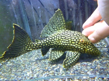 手乗りジャンボセキセイインコ　ヒナ餌卒業済