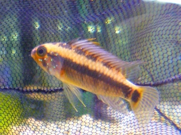 手乗りオカメインコ　パイド　ヒナちゃん