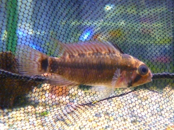 チンチラ　ノーマルグレー　女の子