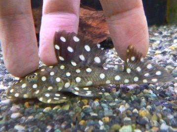 パスバレーフェレット　男の子　セーブル