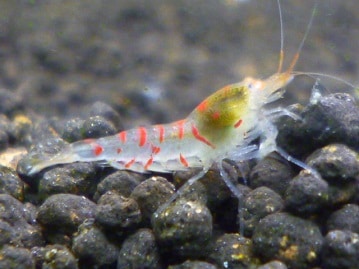 手乗り十姉妹（ジュウシマツ）