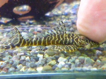 手乗りオカメインコ　ルチノーパールのヒナ！