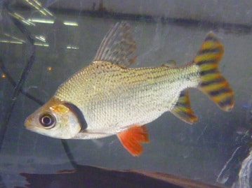 チンチラ　バイオレット　男の子