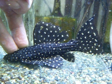 ロシアンブルーの女の子