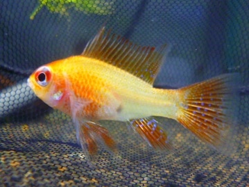 パスバレーフェレット　セーブル　女の子！