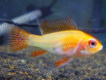 手乗りオカメインコ　ノーマル　ヒナ餌卒業済