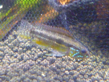 ミニウサギ　オパール系の女の子