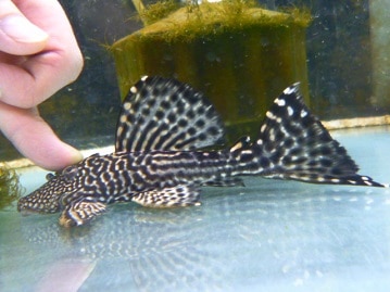 手乗りオカメインコ　シナモン　ヒナ　１月１８日