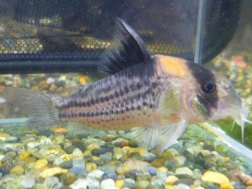 羽衣セキセイインコのペア