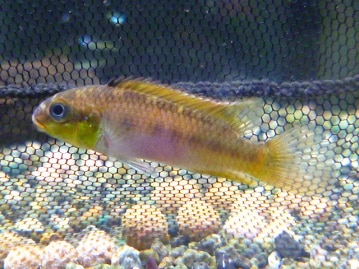 チンチラ（ブロンズ）ふわふわな男の子