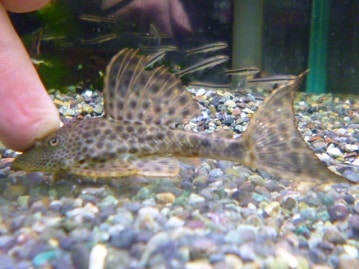 ロップイヤーラビット　オパール系の女の子