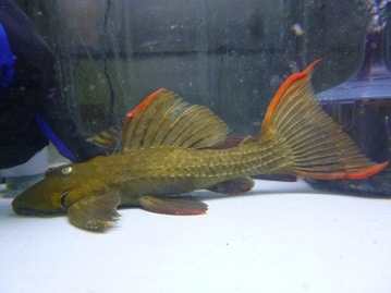 チンチラ　女の子　ノーマルグレー