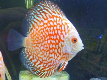 手乗りオカメインコ　ホワイトフェイス　ヒナ