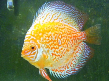 きびしぼり　小鳥の健康補助食