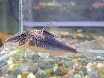 手乗りオカメインコ　ルチノー　ヒナ　３月２３日