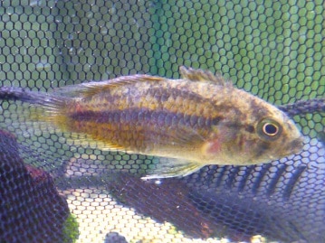 ショウジョウチャボ　２０１９年１月生まれ　　　　２０１９年３月１８日撮影