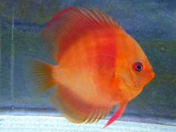 コモン鳥の　女の子　　２０１９年３月２１日撮影