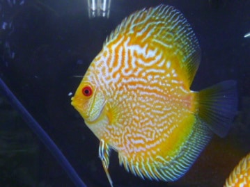 もじゃもじゃ　アジアンビタチモシー１００％