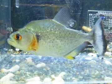 手乗りオカメインコ　パイド　ヒナ　３月７日　