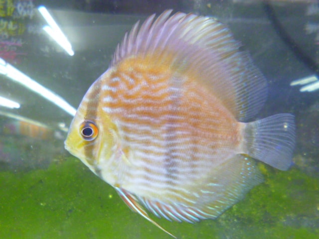 チンチラ　ホワイト　男の子　３月７日