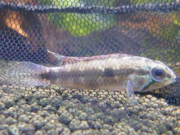 ライオンラビット　ブロークン　女の子