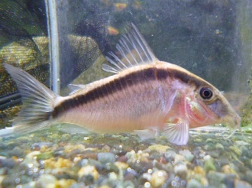 ライオンラビット　チョコレートブロークン　女の子　４月１５日