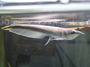 チンチラ　ノーマルグレー　女の子　４月２８日