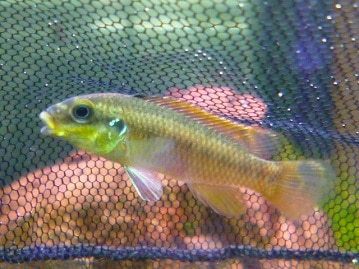 手乗りジュウシマツ　ヒナ　４月６日