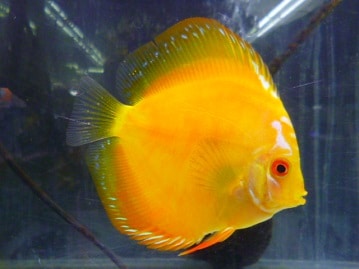 手乗りオカメインコ　パール　ヒナ　４月４日