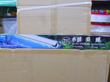 手乗りジュウシマツ　ヒナ　４月７日