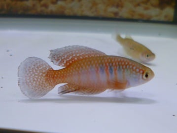 綺麗な色合いのローズアキクサインコのヒナちゃん