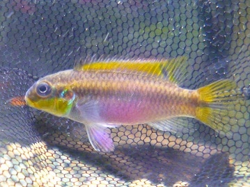 大福みたいなホーランドロップイヤーラビット（フロスティ）女の子