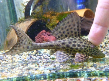 十姉妹　若　２０１９年５月１０日撮影