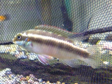 アキクサインコ　ルビノー　女の子　２０１９年５月１日撮影