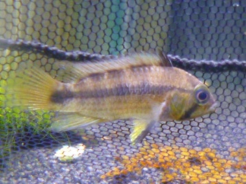 コミドリコンゴウインコ　２０１９年５月２４日撮影