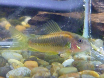 アメリカンクレステッドモルモット　男の子　５月２７日