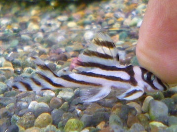 サザナミインコ（ルチノー）とっても甘えん坊な子です！