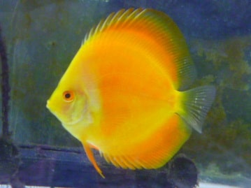 ジャンボセキセイ　２０１９年５月２日産まれ