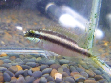 カナリア（イエローオパールシナモン）ヒナ