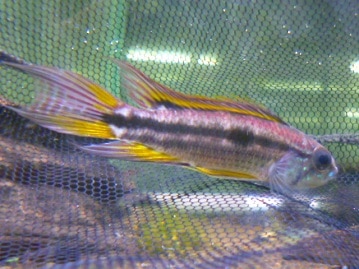 シマリス　２月産まれの　女の子　２０１９年５月３０日撮影